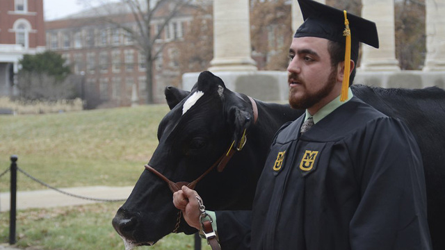 cow correct.jpg