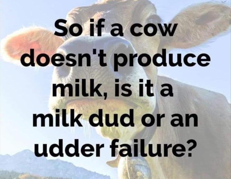 cow.jpg
