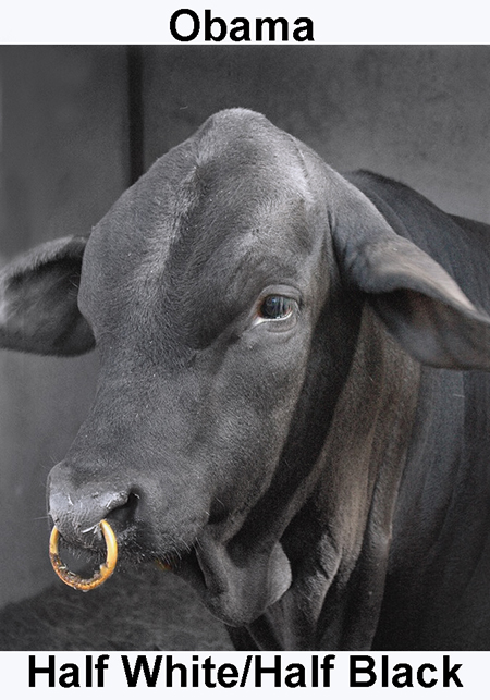 Cow Nose ring - Obama.jpg