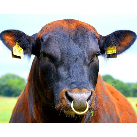 Cow Nose ring orange.jpeg