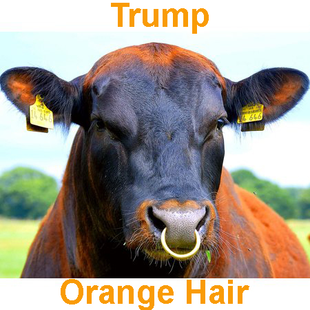 Cow Nose ring orange - Trump.jpg