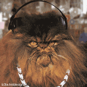 crazy-cat-4-3590.gif