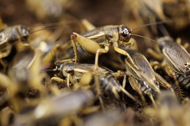 crickets.jpg
