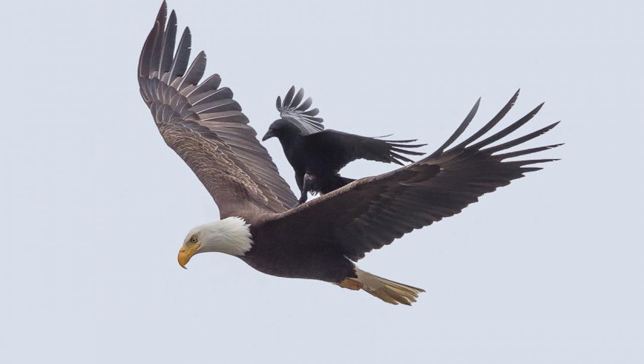 crow-rides-eagle-bird-photography-phoo-chan-2.jpg