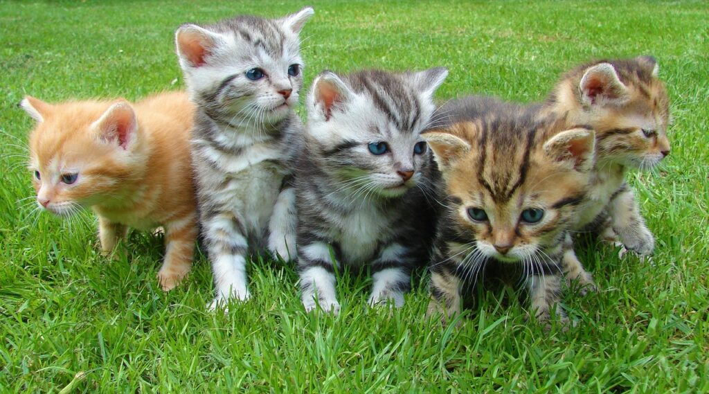 cute-kittens-on-a-green-lawn-1024x569.jpg