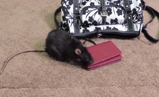 daily_gifdump_998_06.gif