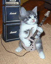 dancing_cat.gif_480_480_0_64000_0_1_0.gif