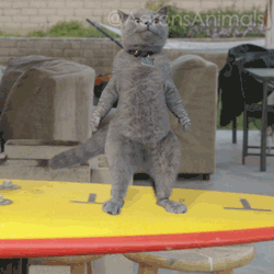 DE4D91E6-6E8F-453D-9AFF-26C96E815115.gif