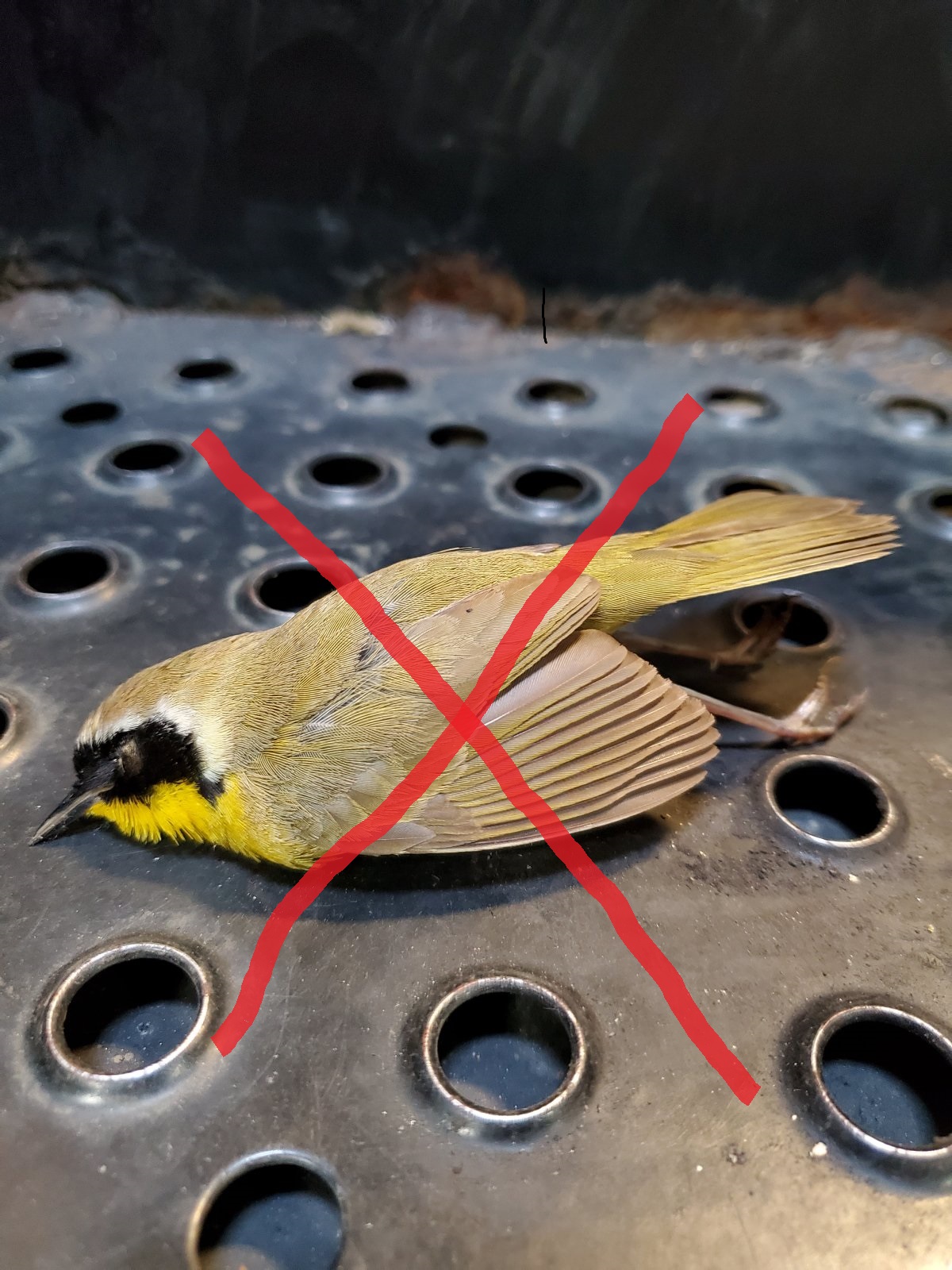 dead bird2.jpg