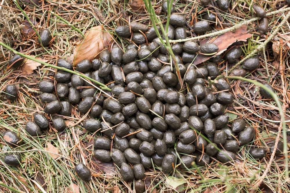 deer-droppings.jpg
