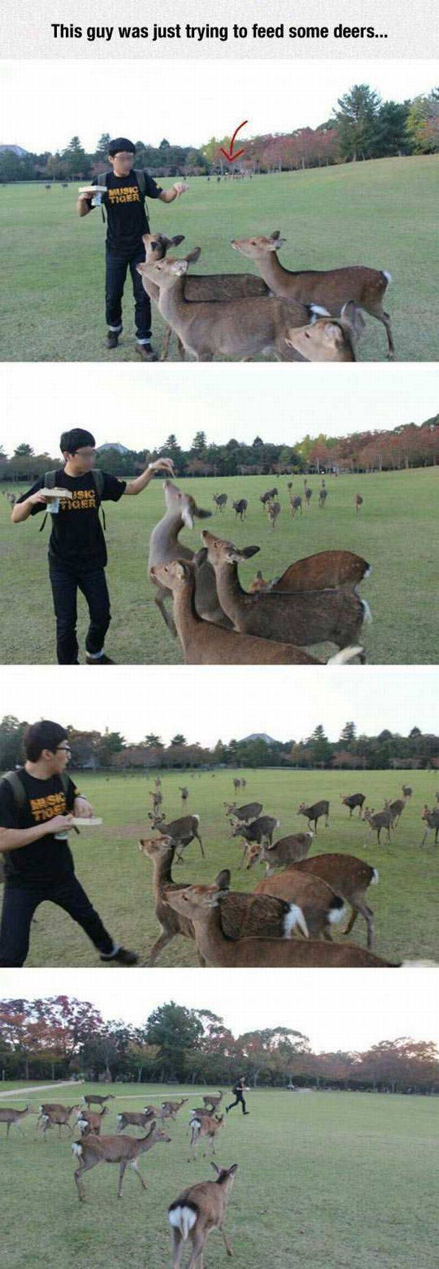 deer feeding.jpg