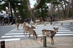 deer-in-crosswalk-300x199.jpg