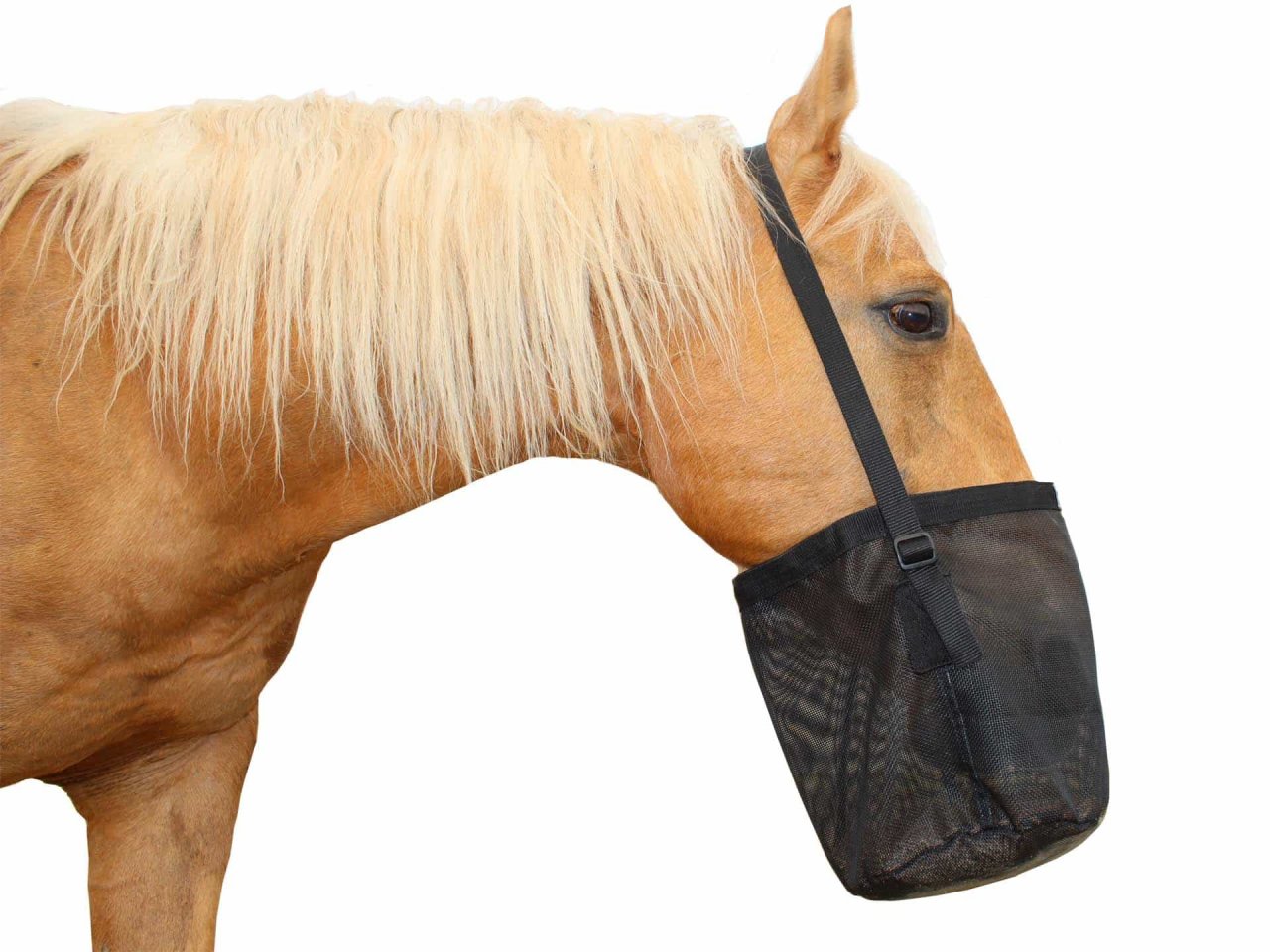 Derby-Mesh-Grain-Feed-Bag-BK-Horse.jpg