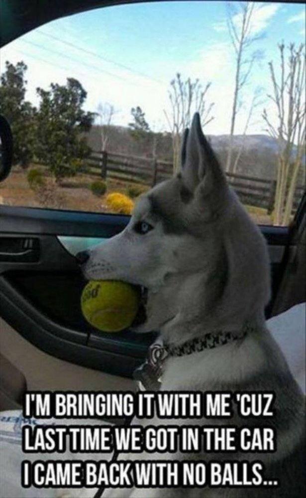dog-and-his-balls.jpg