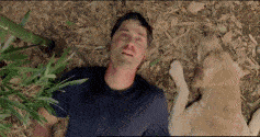 dog chase.gif