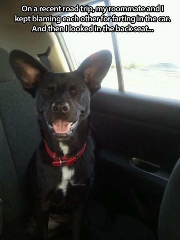 dog-farts-in-the-car.jpg