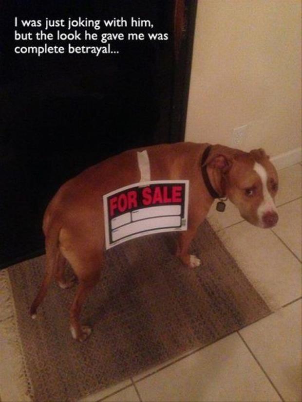 dog-for-sale1.jpg