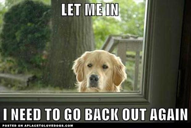 dog-funny-pictures.jpg