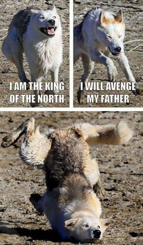 dog.jpg