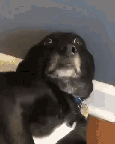 dog-lol.gif