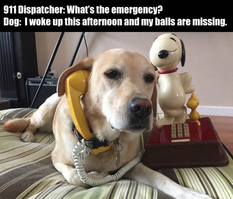 dog-on-phone.jpg