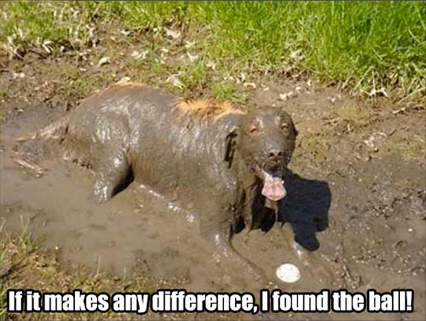 dog-playing-in-the-mud.jpg