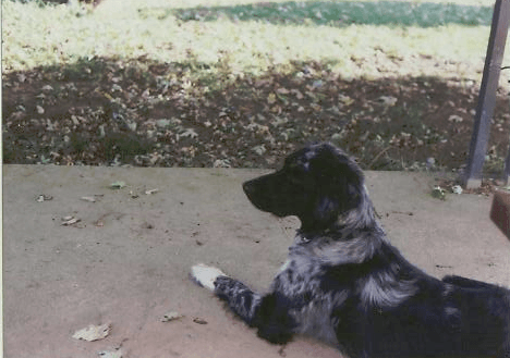 Dog.png