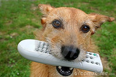 dog-remote-control-her-mouth-17905742.jpg