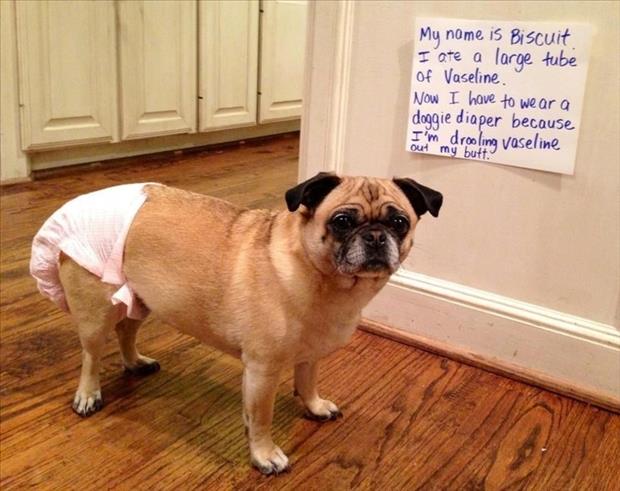 dog-shaming-eats-vasaline.jpg