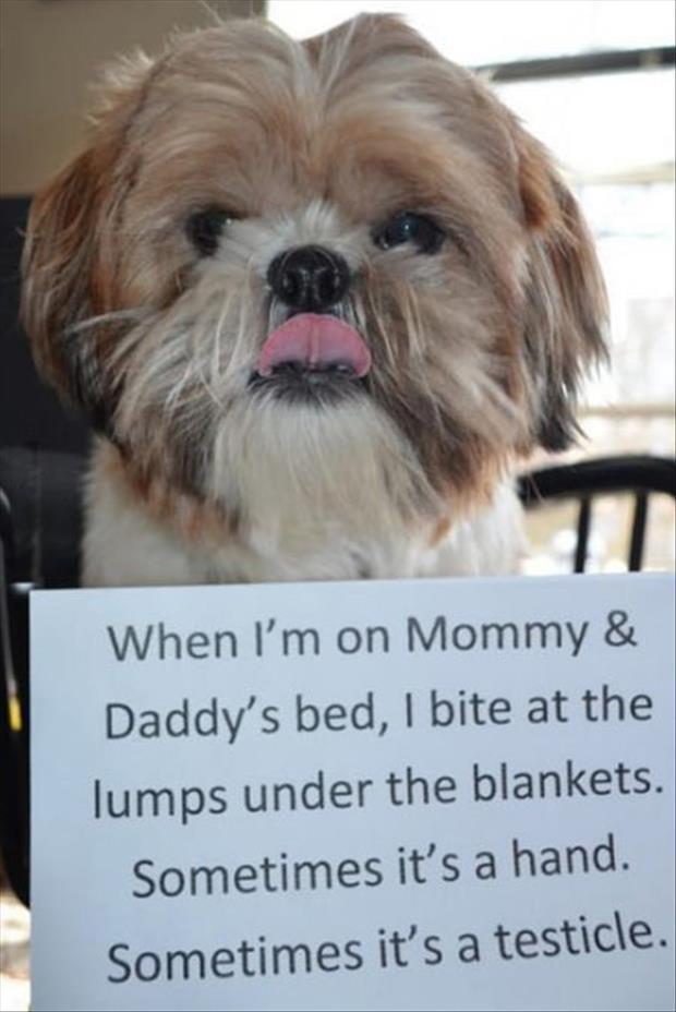 dog-shaming-funny-pictures.jpg