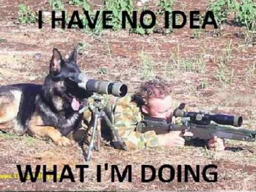 dog-shooting3.jpg