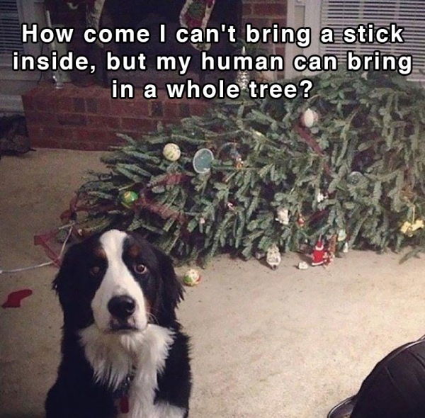 dog-shower-thoughts-8.jpg
