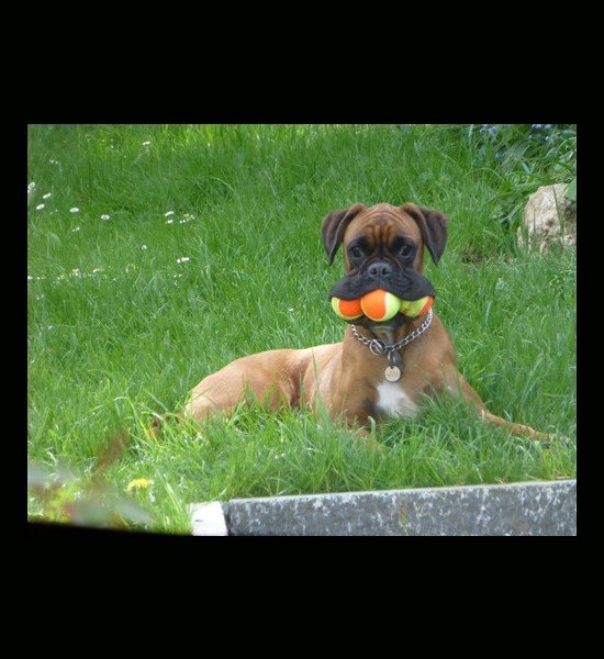 dog-tennis-balls-in-mouth-1.jpg