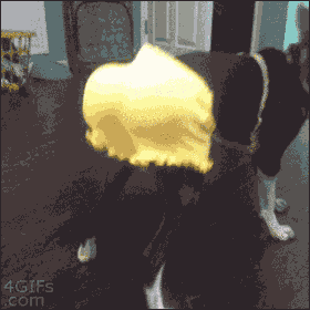 Dog twerk.gif