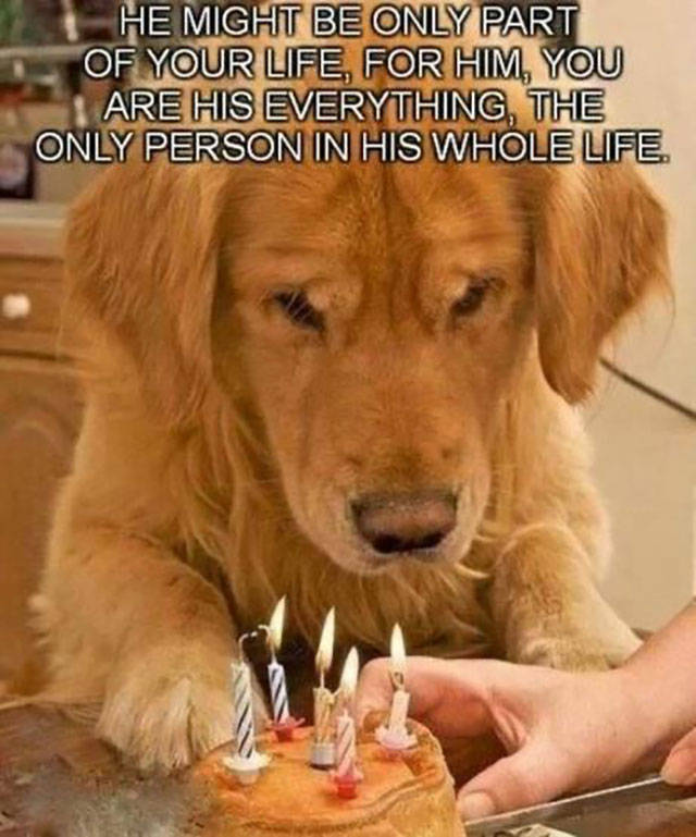 dog_can_relate_02.jpg