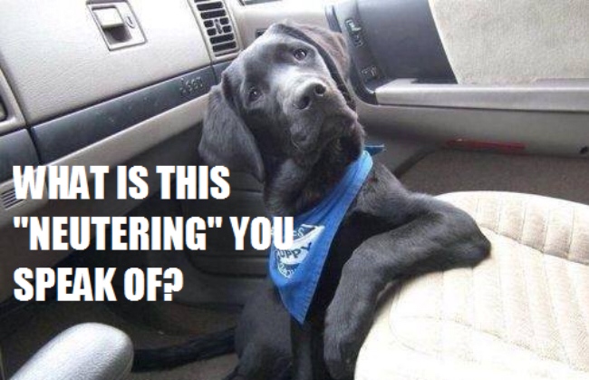 dog_neuter.jpg