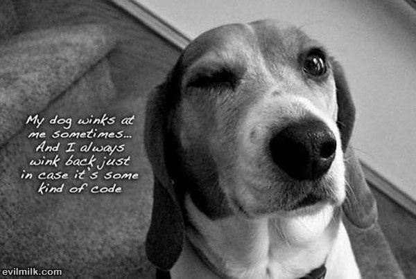Dog_Winks.jpg