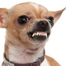 dogg.jpg