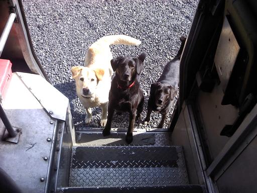 doggies2.jpg
