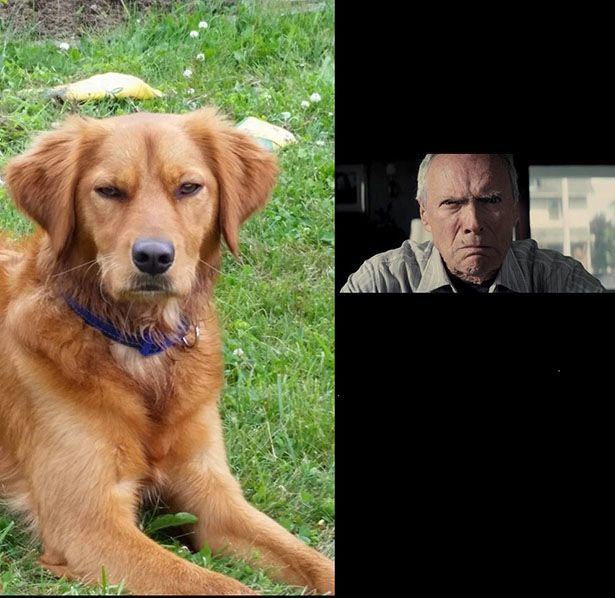 dogglare.jpg
