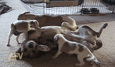 dogtoss.gif