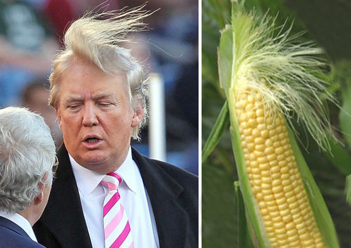 Donald-Trump-Hair-Style-Look-As-A-Corn-Funny-Picture.jpg