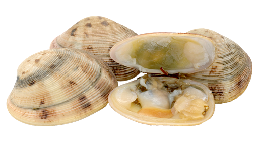 Download-Clams-PNG-Transparent-Picture-162.png