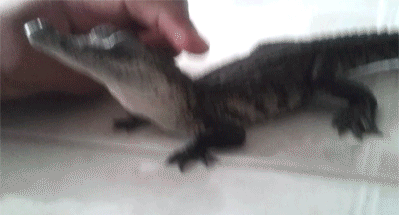 download.gif