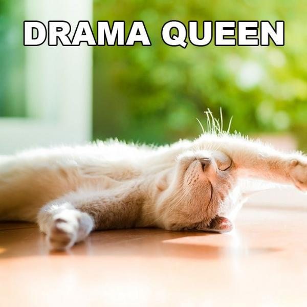 Drama Queen - Cat.jpg