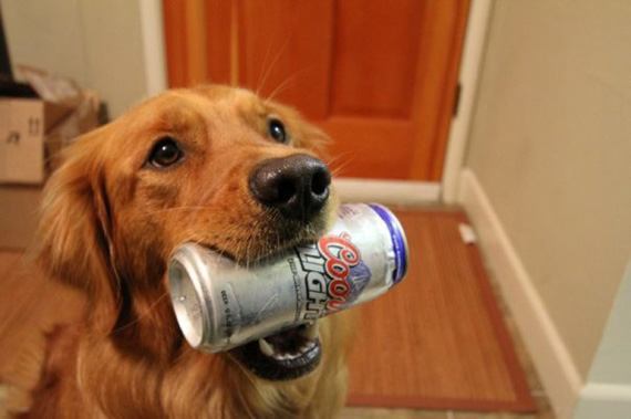 Drinking-Dogs-Need-A-Beer.jpg