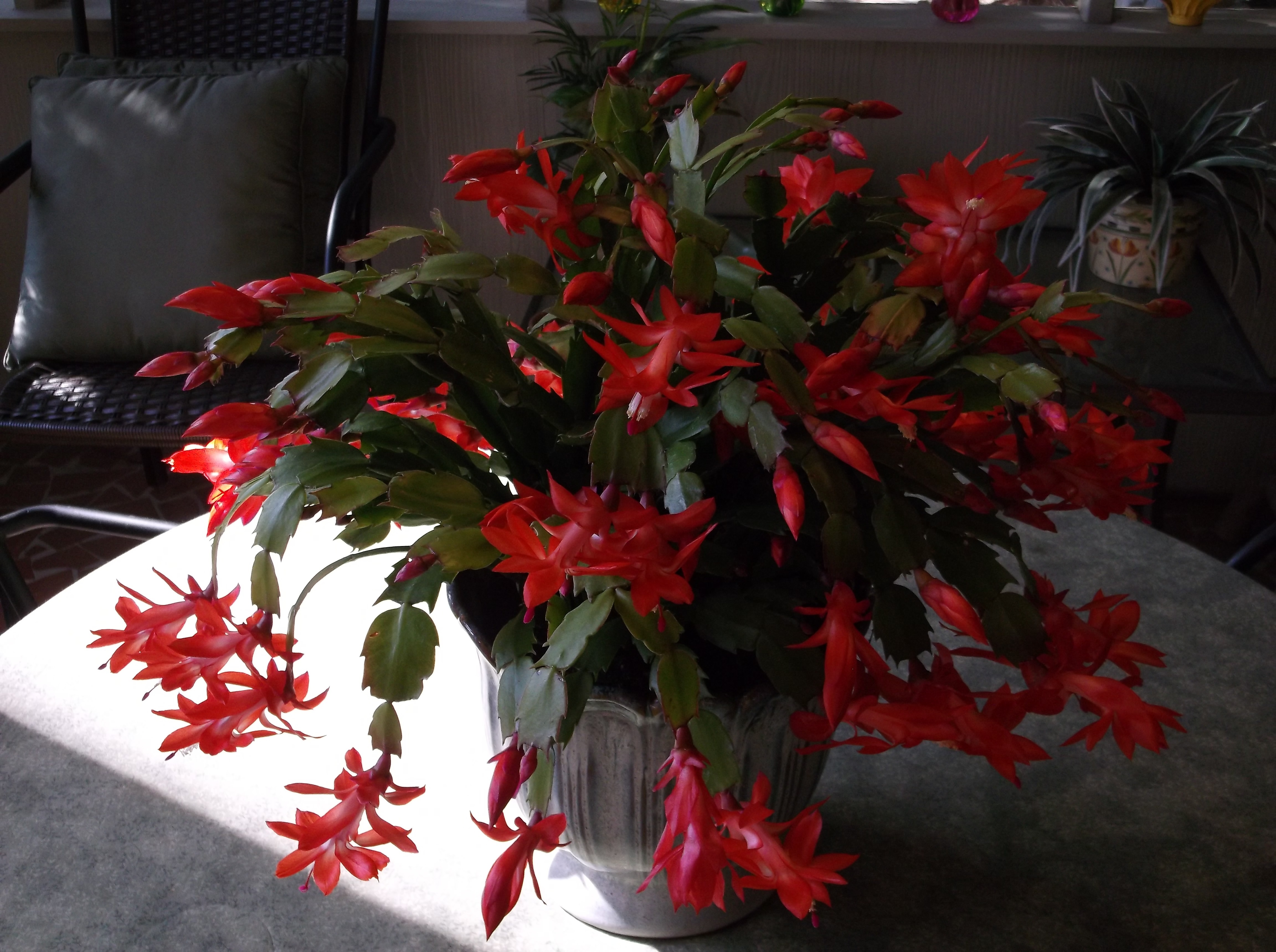 DSCF2541.JPG