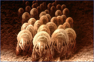 dust-mites-colony1.jpg