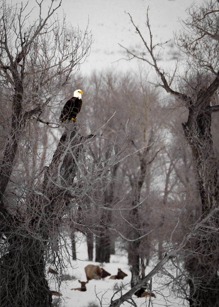 Eagle at Elk Refuge-1090949.jpg