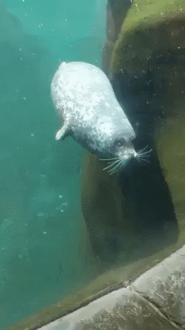 EEAE339E-05BE-4779-A412-DC62E7367865.gif